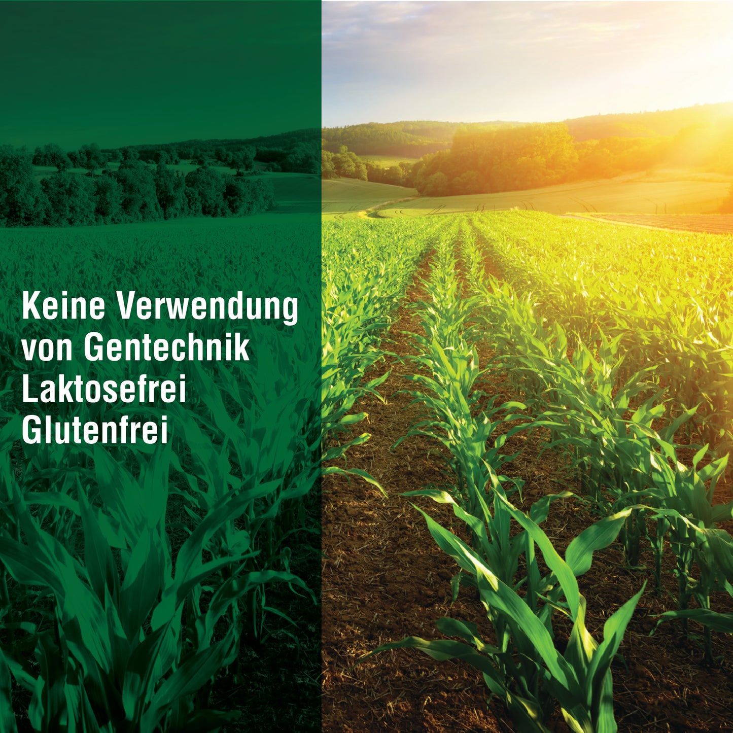 2x 500g Popcorn-Mais (15,90 € / 1 kg) inkl. 7% MwSt.
